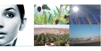  Cover of the EDILE study with face, olives and industries