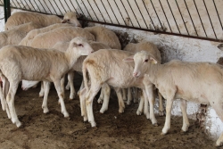 Six sheeps in a farm