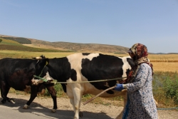 Dairy farmer-breeder in Lebanon