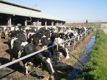 Diary farm in for Bekaa and Baalbeck-Hermel