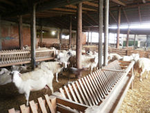 ferme laitière de Thessalie