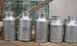 Metal barrels containing milk 