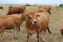 Brown cows in a landscape