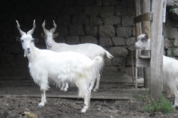 Dairy farm in Sicily